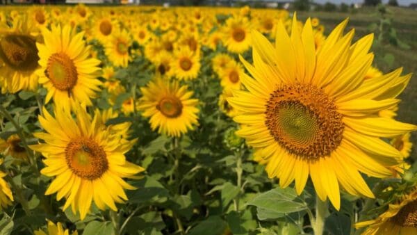 The Best of MI: Blake's Cider Mill - Sunflower Festival (August 22, 2025) - Image 3
