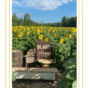 The Best of MI: Blake's Cider Mill - Sunflower Festival (August 22, 2025)
