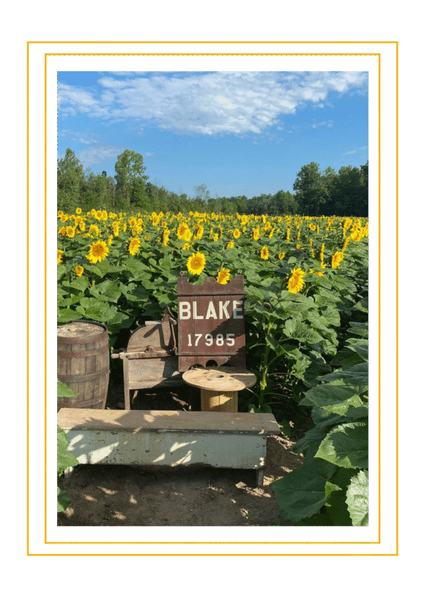The Best of MI: Blake's Cider Mill - Sunflower Festival (August 22, 2025)