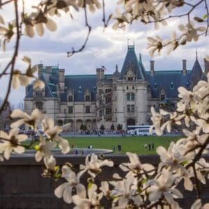 Historic mansion framed by blooming magnolia branches